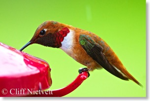 Rufous hummingbird at feeder