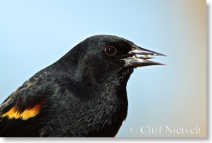 Red-Winged Black Bird