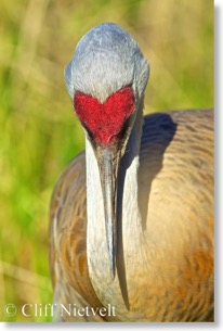 Sandhill Crane Portrait