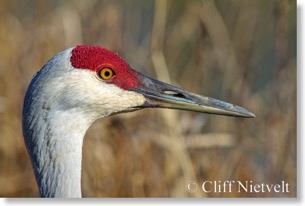 Sandhill Crane Profile