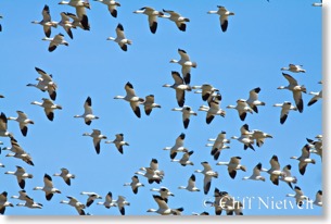 Snow geese in flight, Ladner, British Columbia