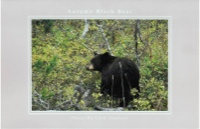Autumn Black Bear