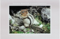 Golden-Mantled Ground Squirrel