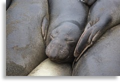 Wildlife