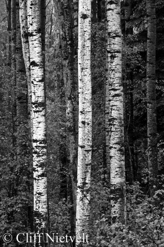 Stacks Image 1720
