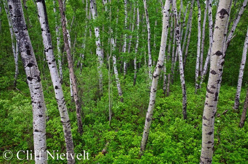 Stacks Image 1714